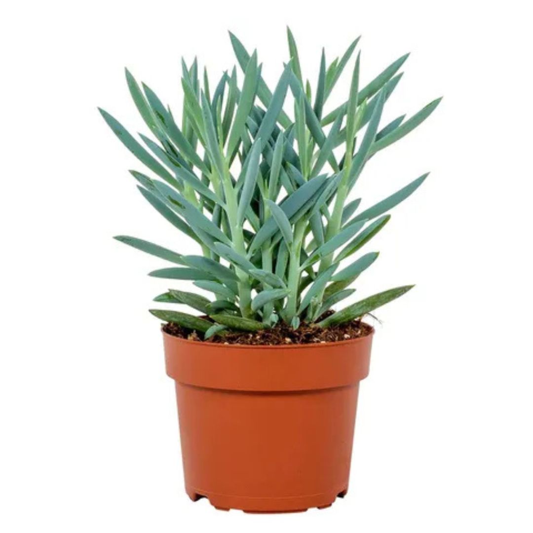 Blue Chalkstick (Curio Ficoides)