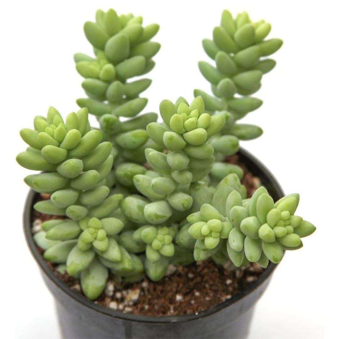 Burrows Tail (Sedum Morganianum)