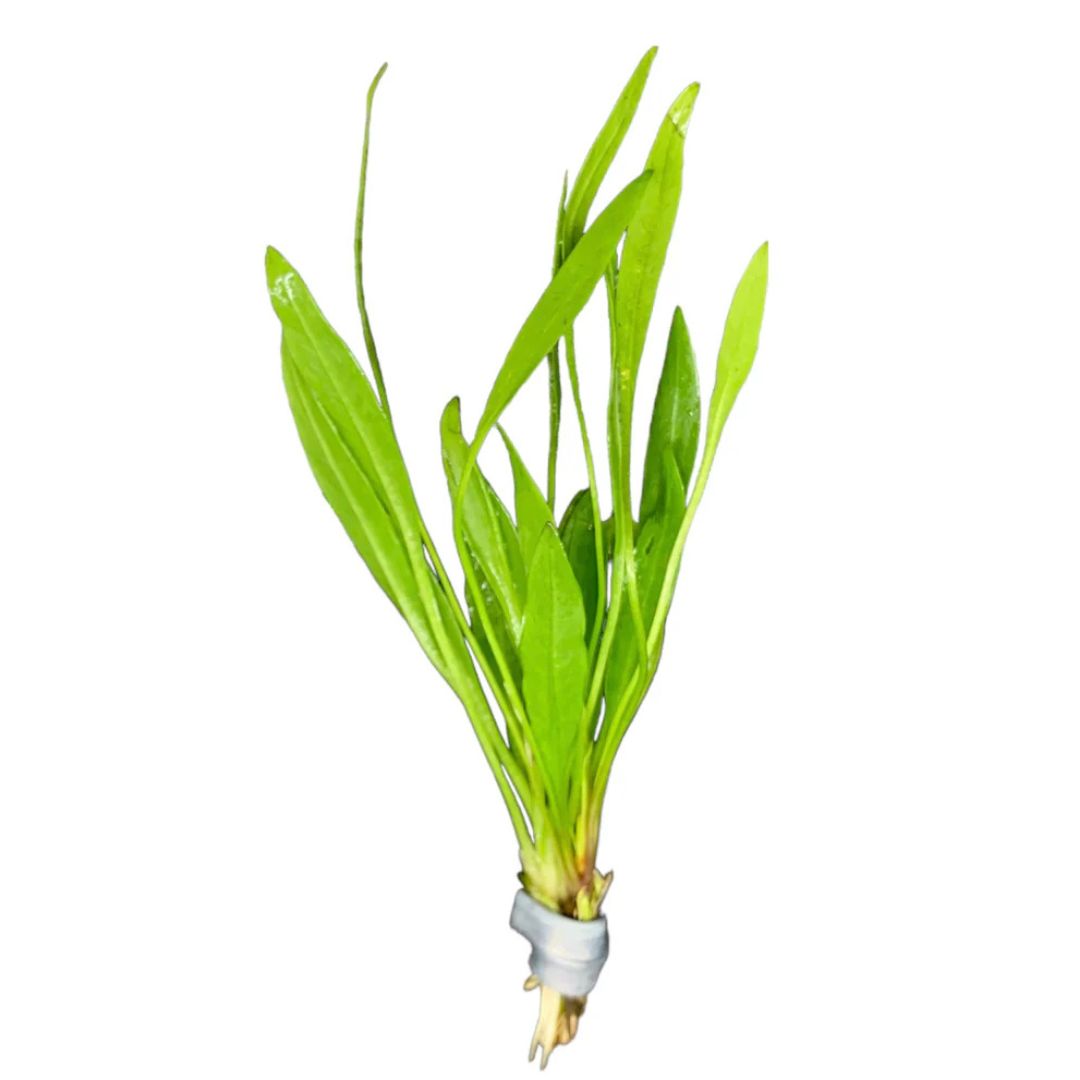 Amazon Broadleaf (Anubias Barteri)