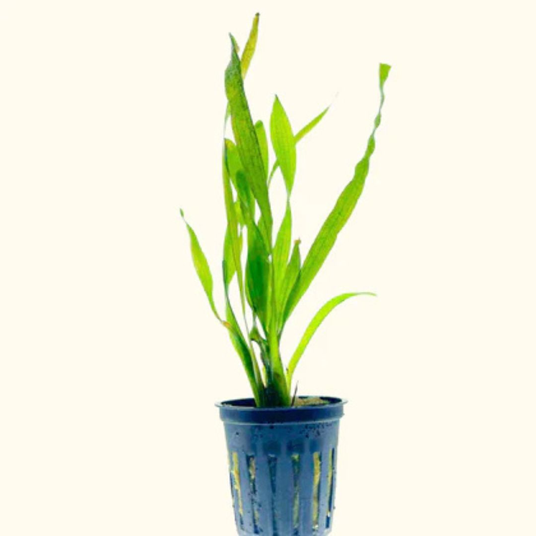 Vallisneria Corkscrew (Vallisneria Asiatica)