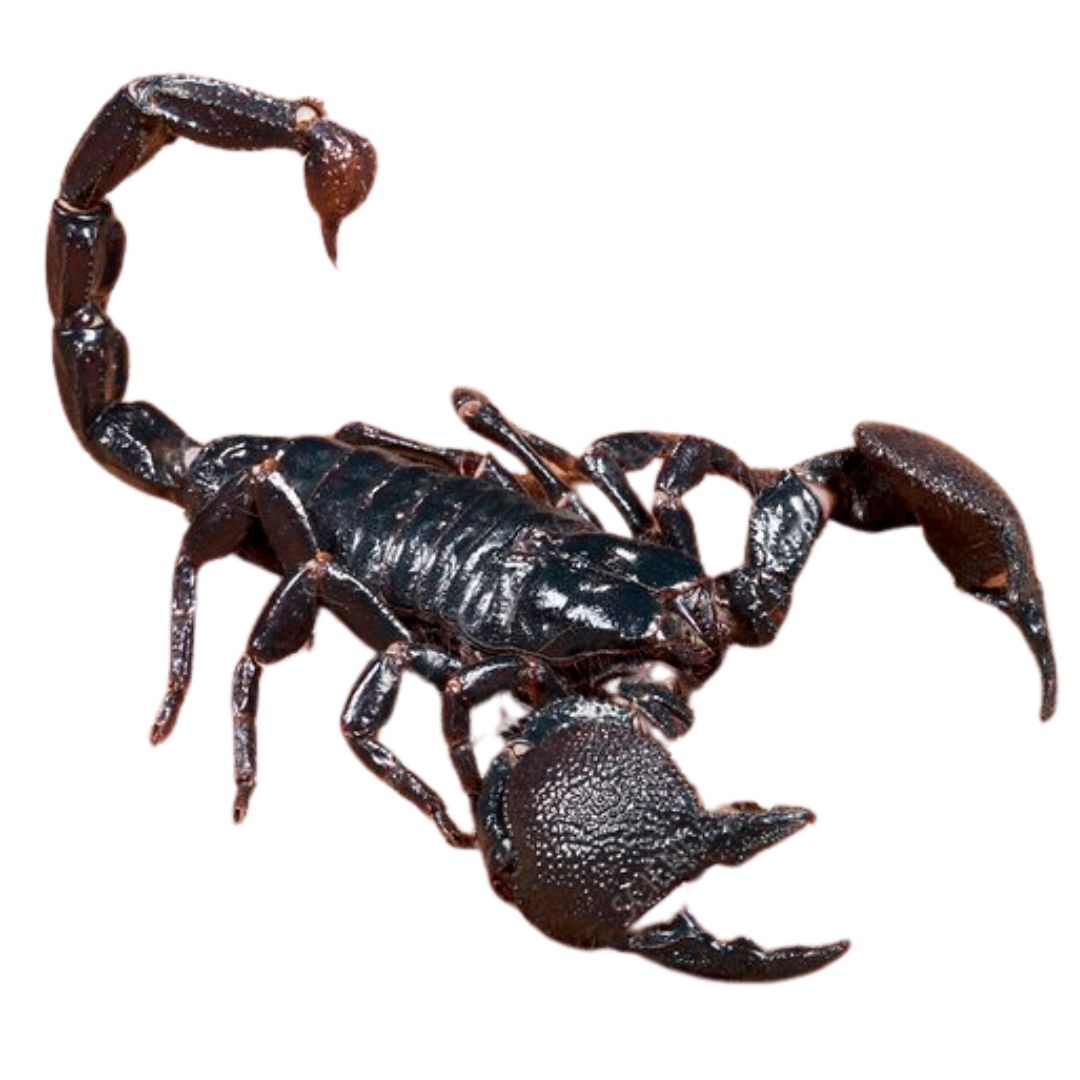 Emperor Scorpion