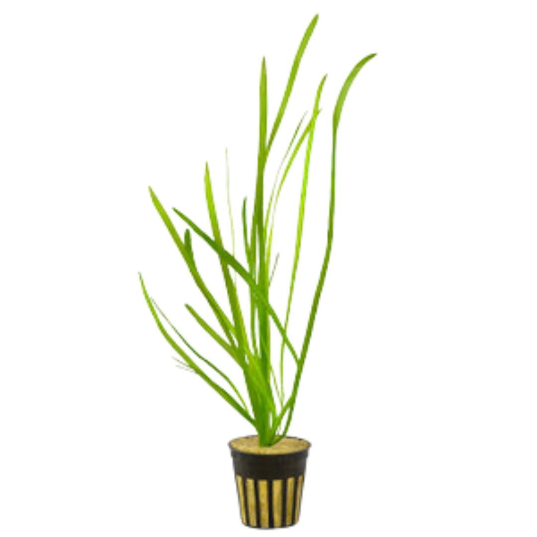 Vallisneria Jungle (Vallisneria Americana)
