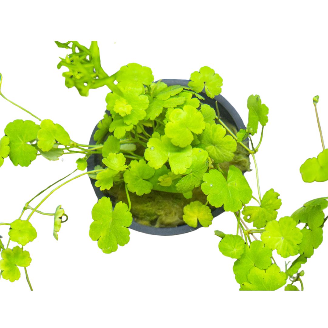 Pennywort Japan (Hydrocotyle Tripartita)