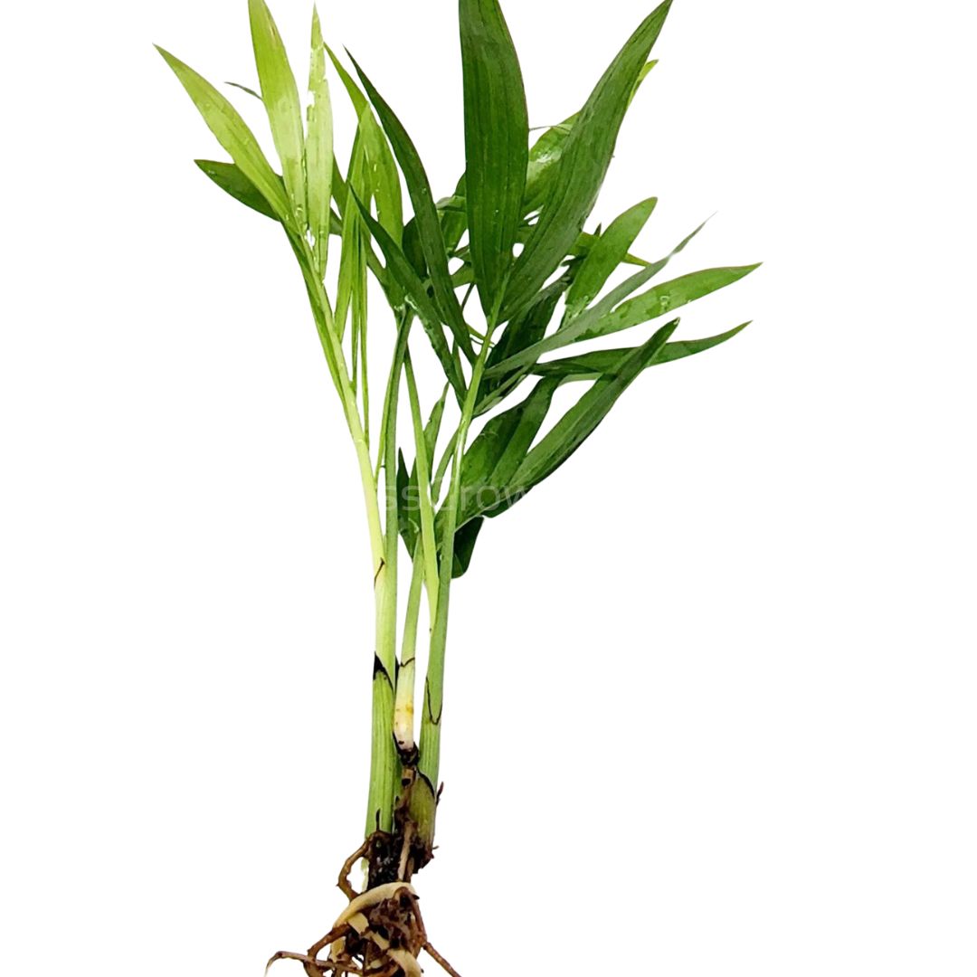 Bella Palm (Chamaedorea Elegans)