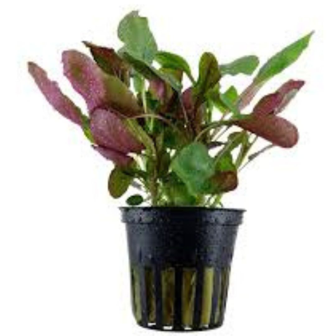 Cardinal Plant (Lobelia Cardinalis)