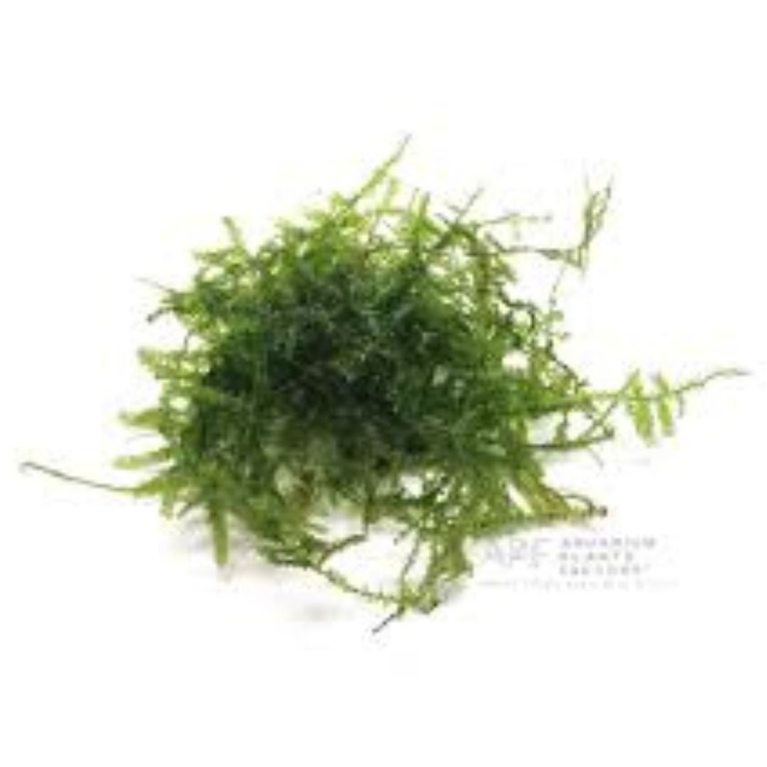 Christmas Moss (Vesicularia Montagnei)
