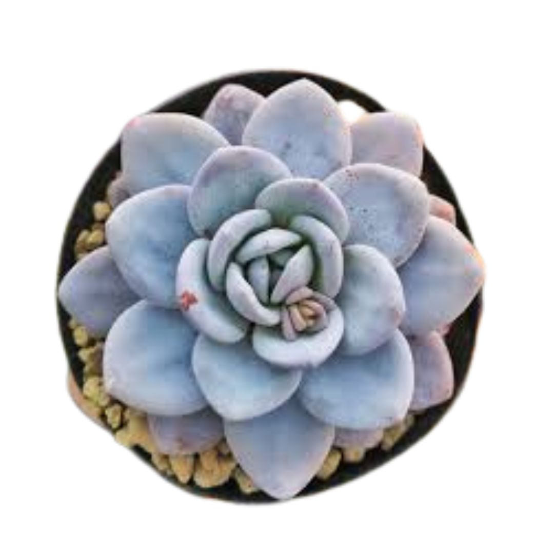 La Roseta (Echeveria Laui)