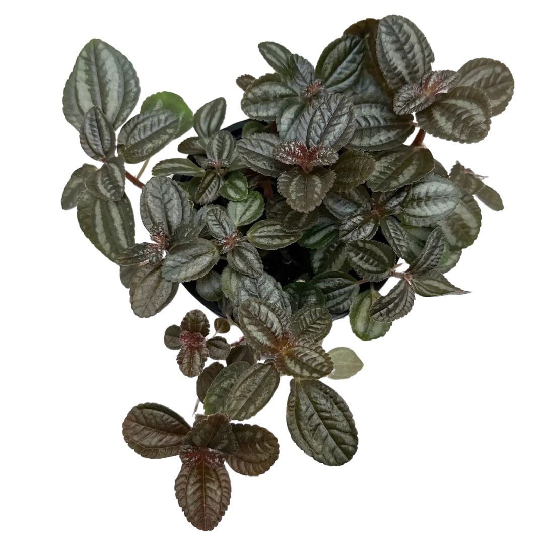 Norfolk (Pilea Involucrata)
