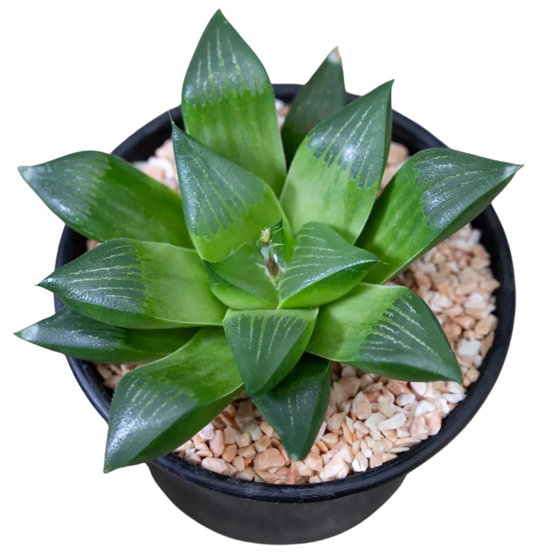 Star Cactus (Haworthia Retusa)
