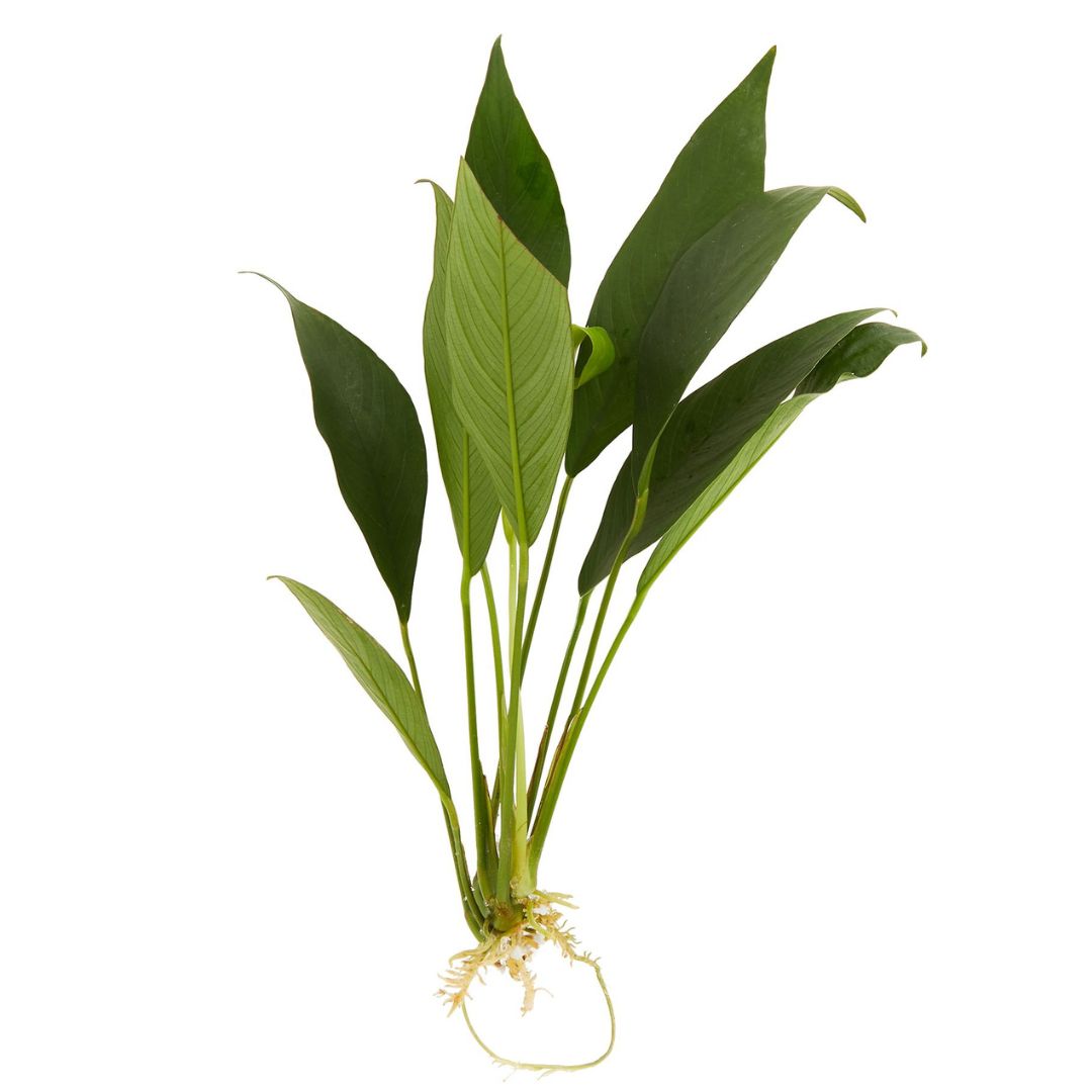 Anubias (Anubias Barteri)