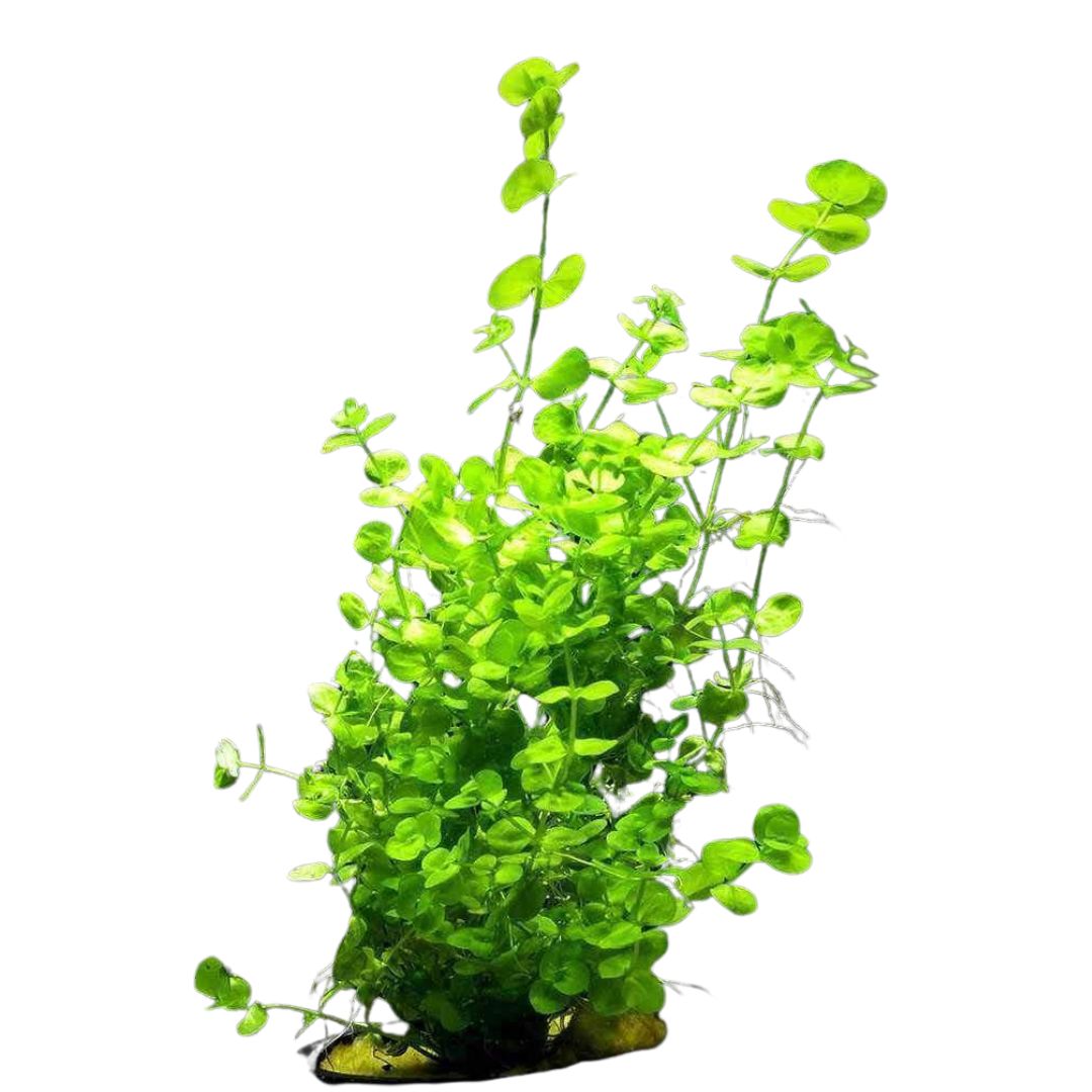 Baby Tears (Hemianthus Callitrichoides)