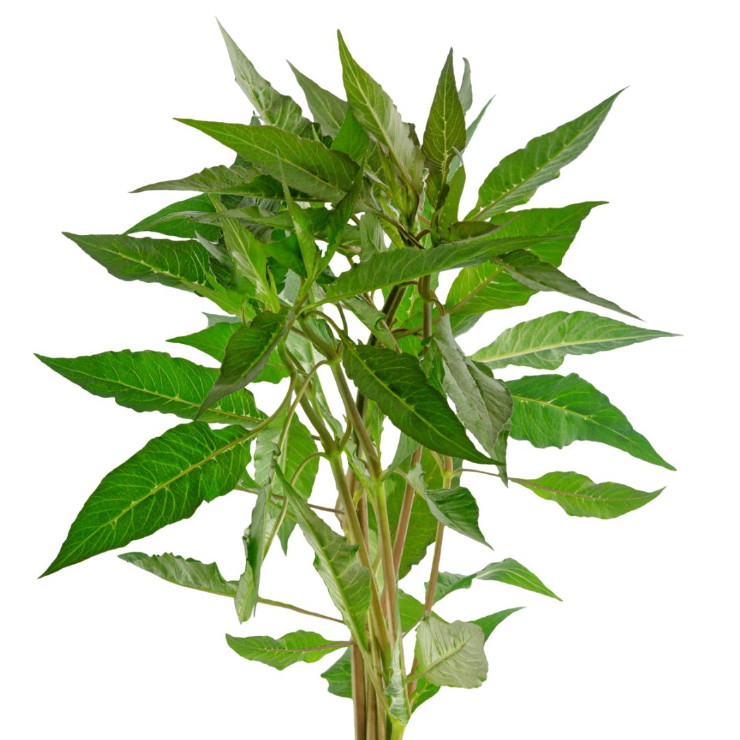 Blue Hygro (Hygrophila Salicifolia)