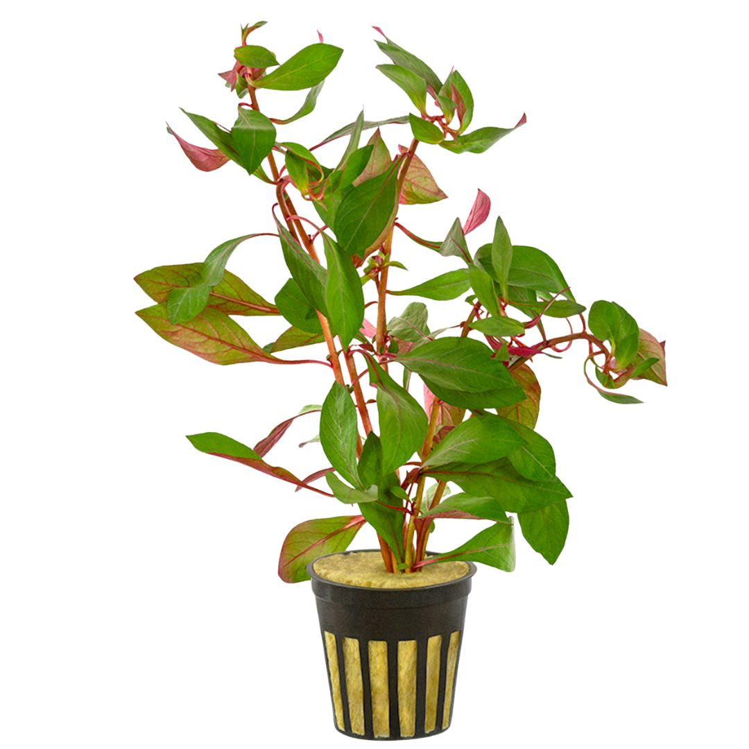 Creeping Primrose-Willow (Ludwigia Repens)