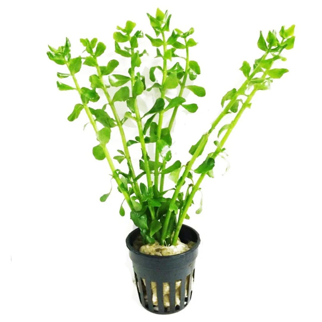 Moneywart (Bacopa Monnieri)