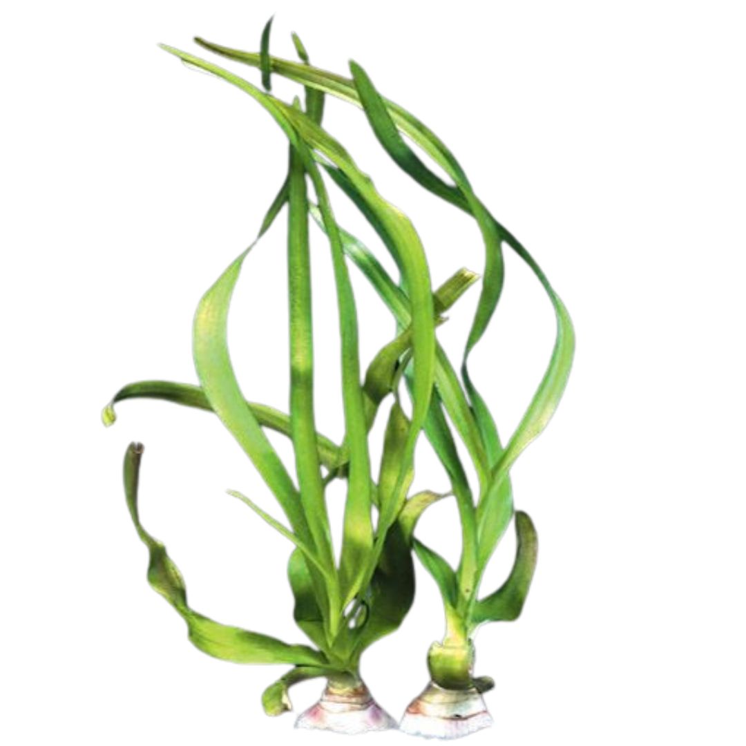 Water Onion (Crinum Thaianum)