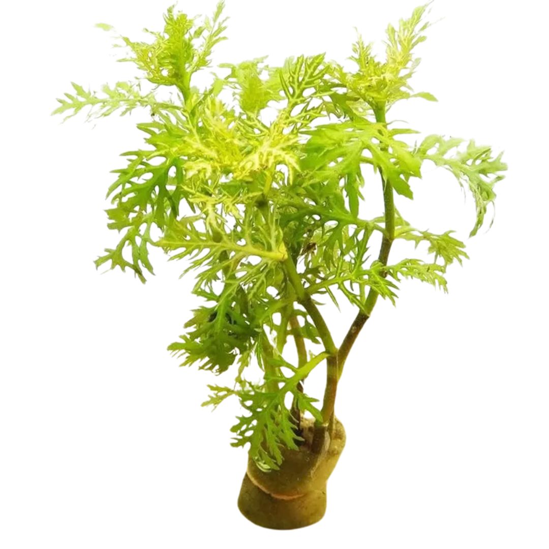 Wisteria (Hygrophila Difformis)