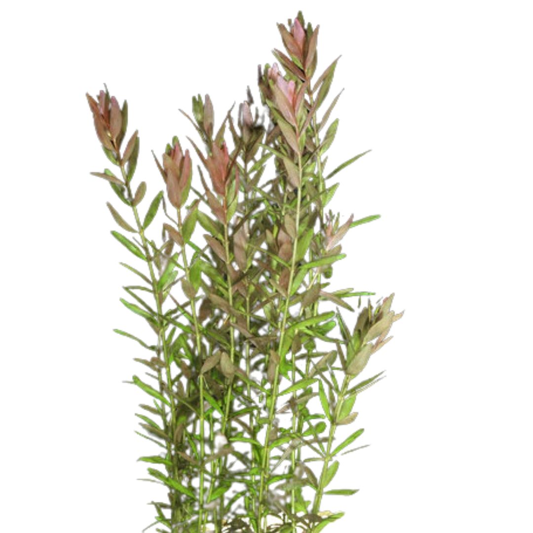 Rotala (Rotala Rotundifolia)