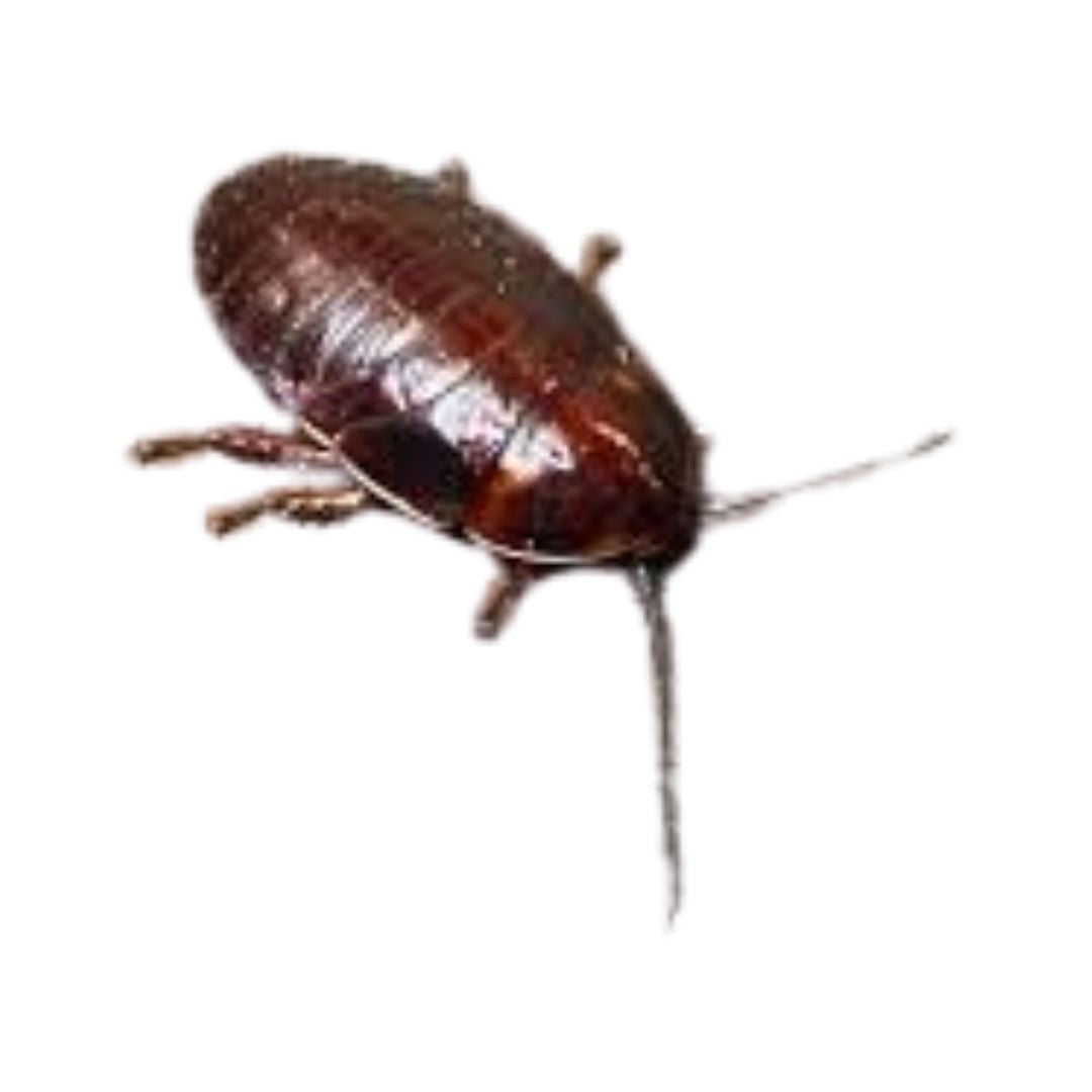 Orange Head Roaches