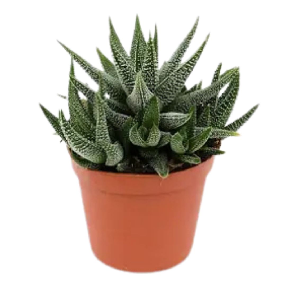Zebra Plant (Fasciated Haworthia)