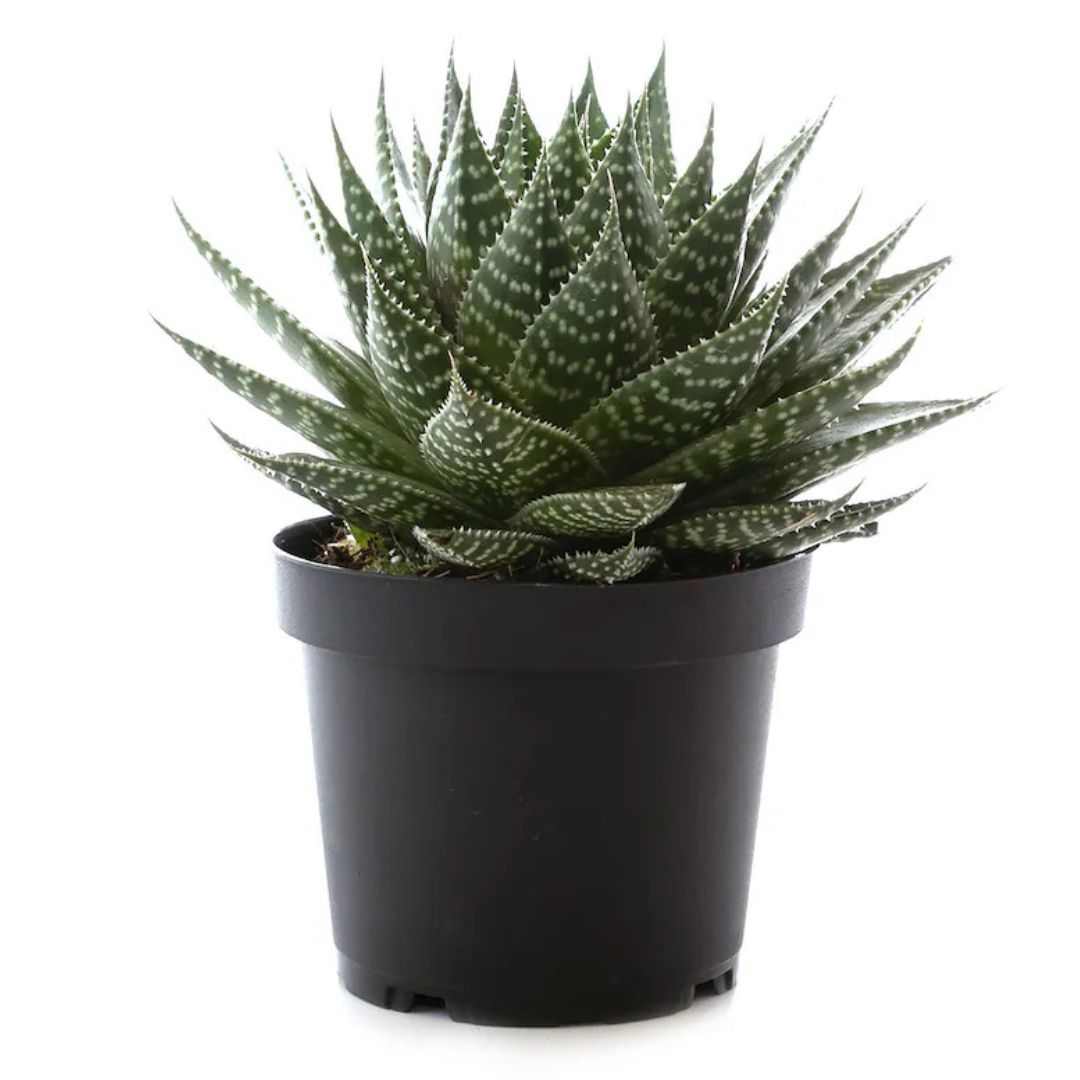 Ox Tongue (Gasteria)