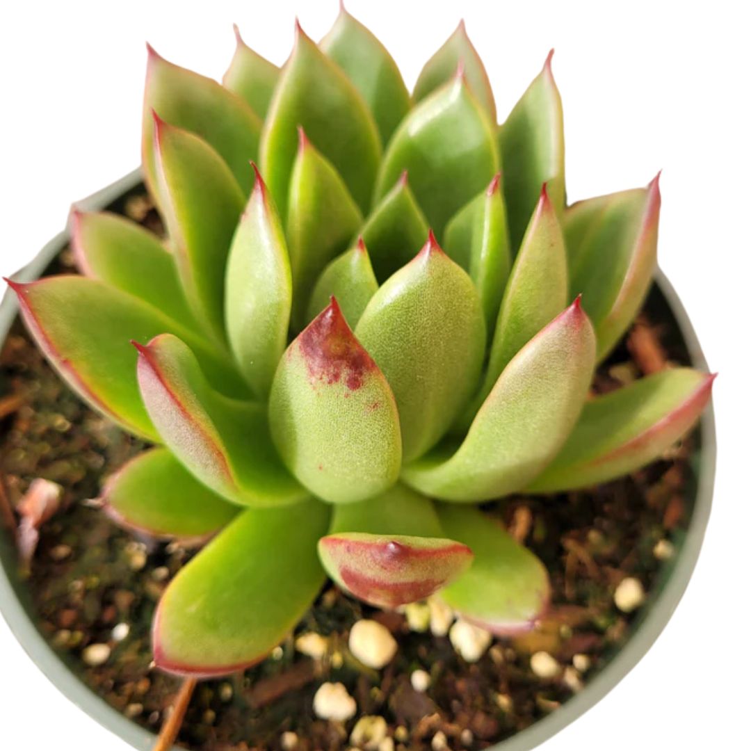 Mexican Snowball (Echeveria Elegans)