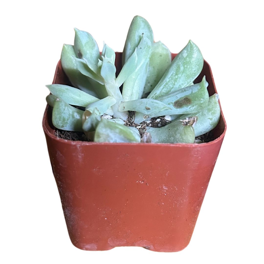 Topsy Turvy Succulent (Echeveria Runyonii)