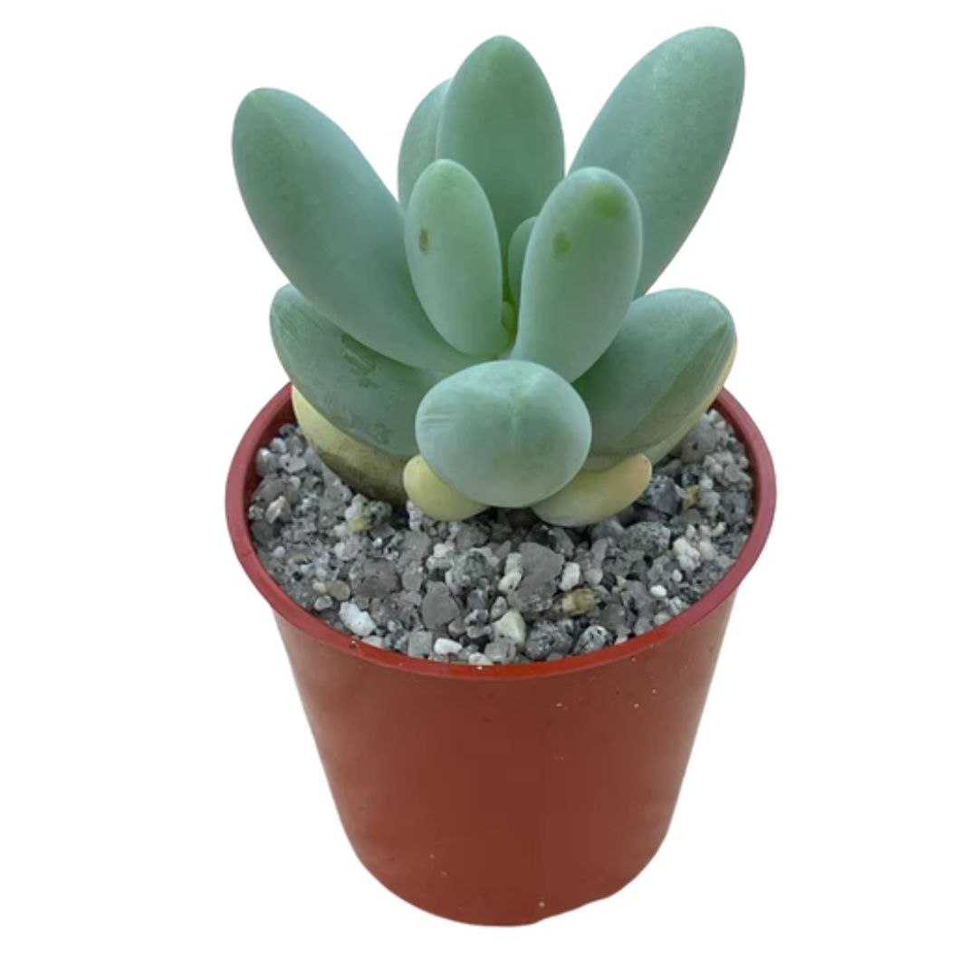 Moonstone (Pachyphytum Oviferum)