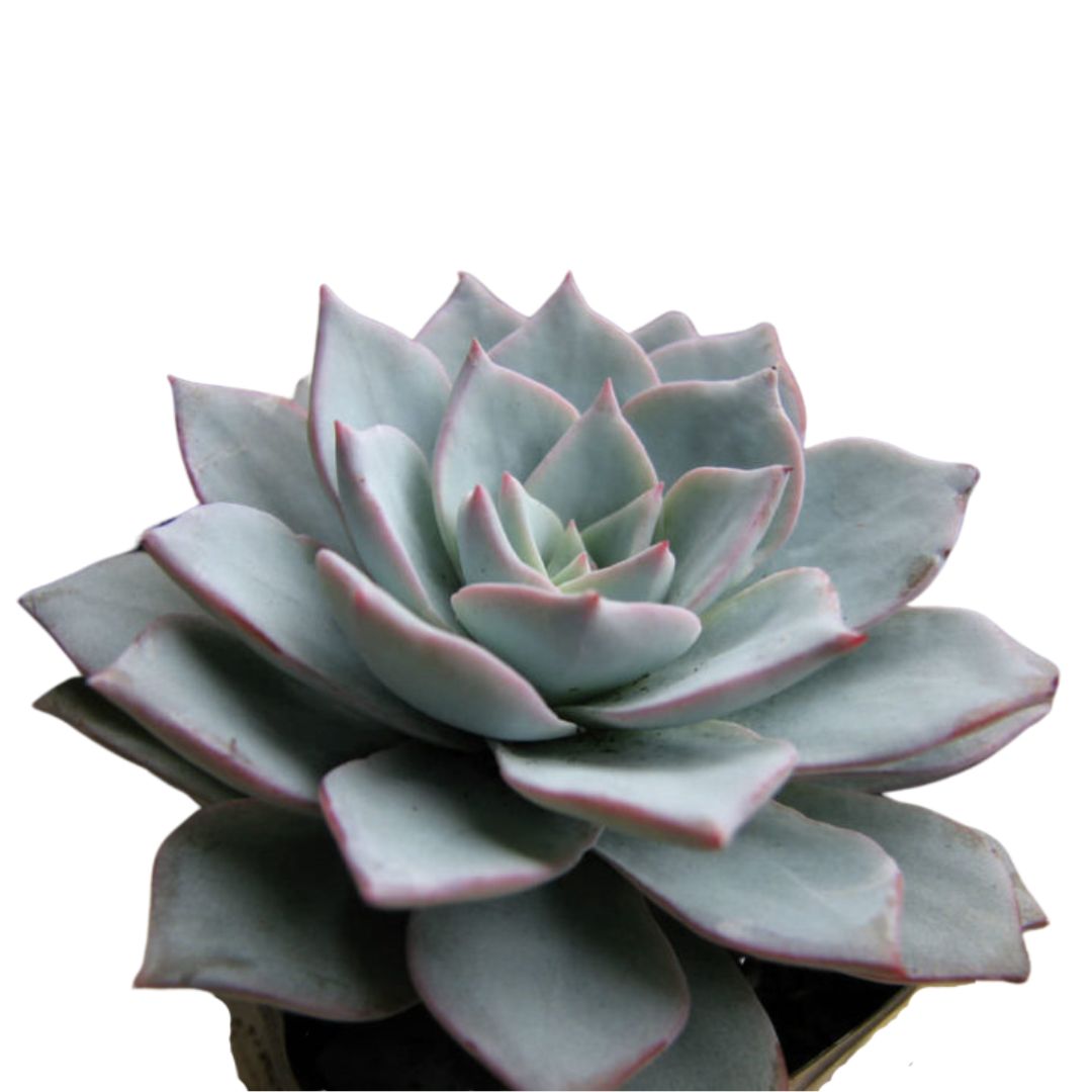 Mexican Peacock Echeveria (Echeveria Desmetiana)