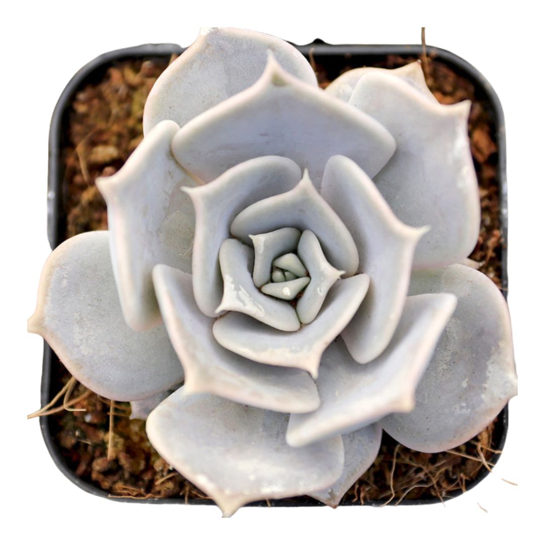 Echeveria lilacina (Ghost Echeveria)