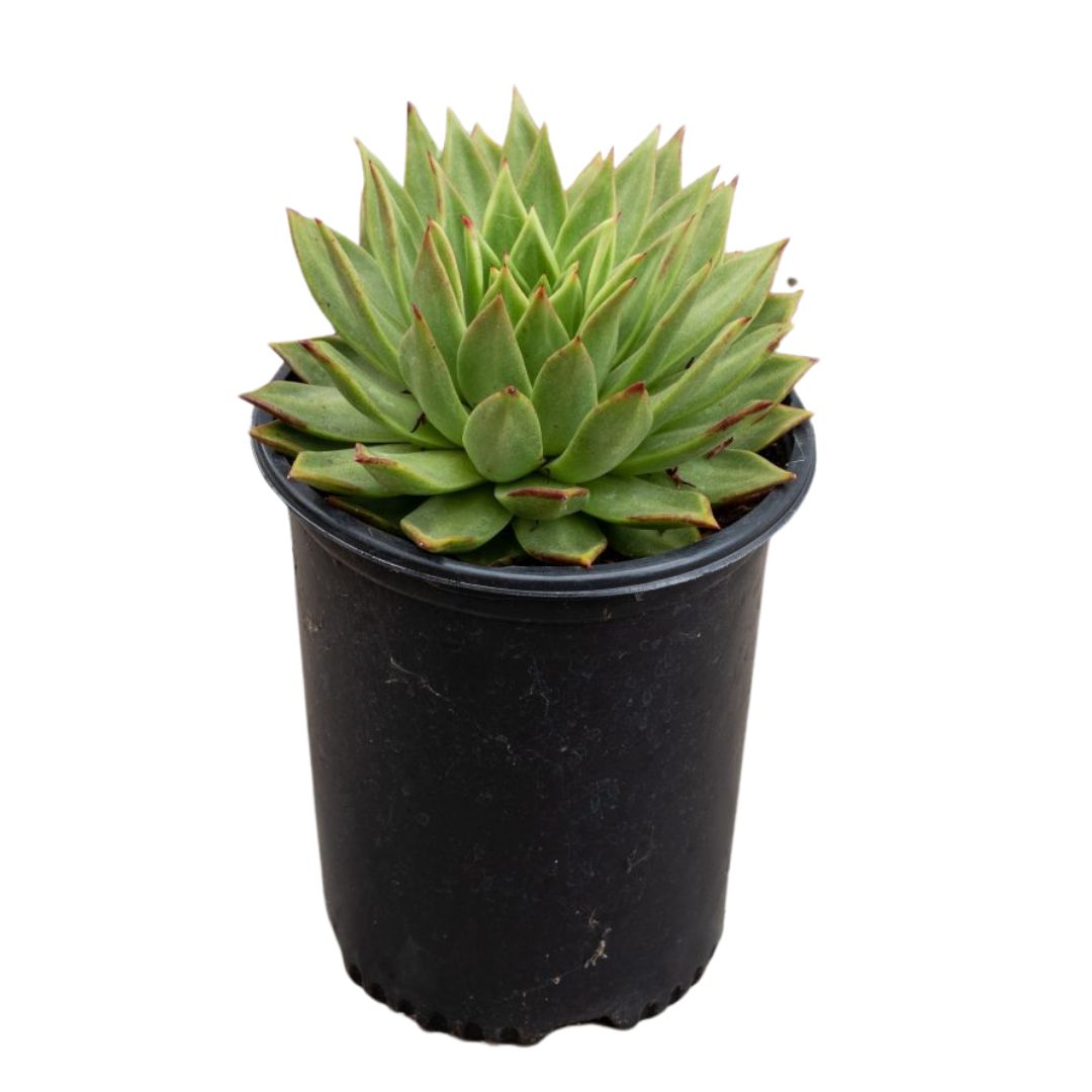 Molded-Wax Agave (Echeveria Agavoides)