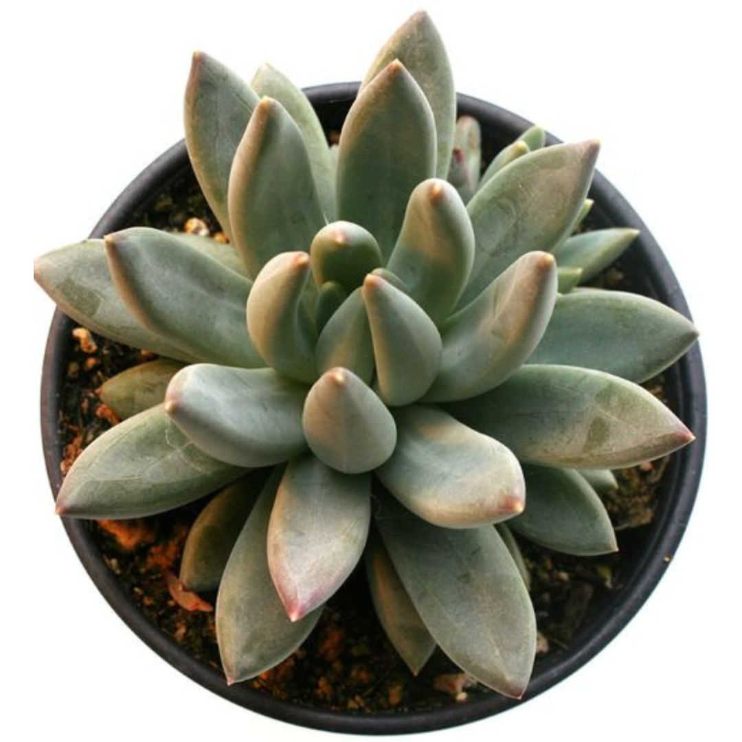 Hooker's Fat Plant (Pachyphytum Hookeri)
