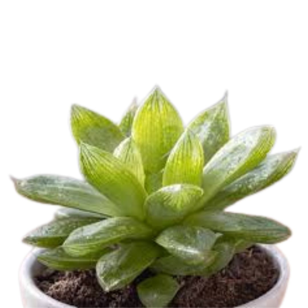 Cathedral Window Haworthia (Haworthia Cymbiformis)
