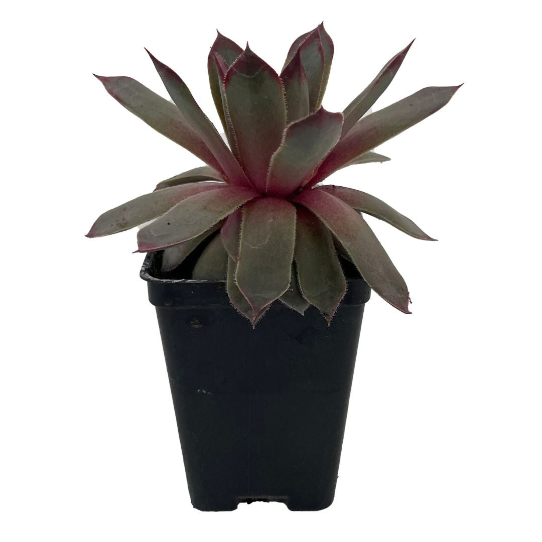 Pink Sapphire (Sempervivum)
