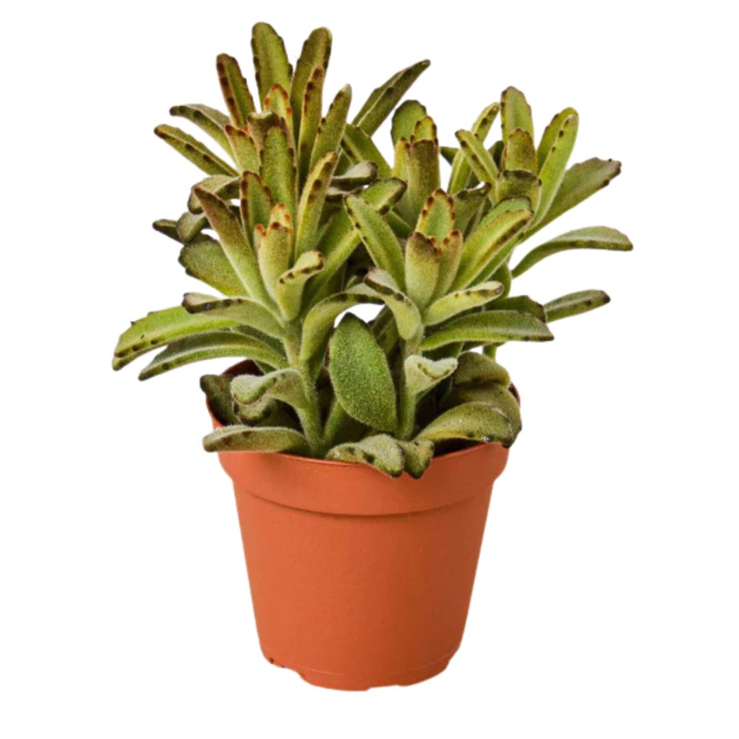Chocolate Soldier (Kalanchoe Tomentosa)