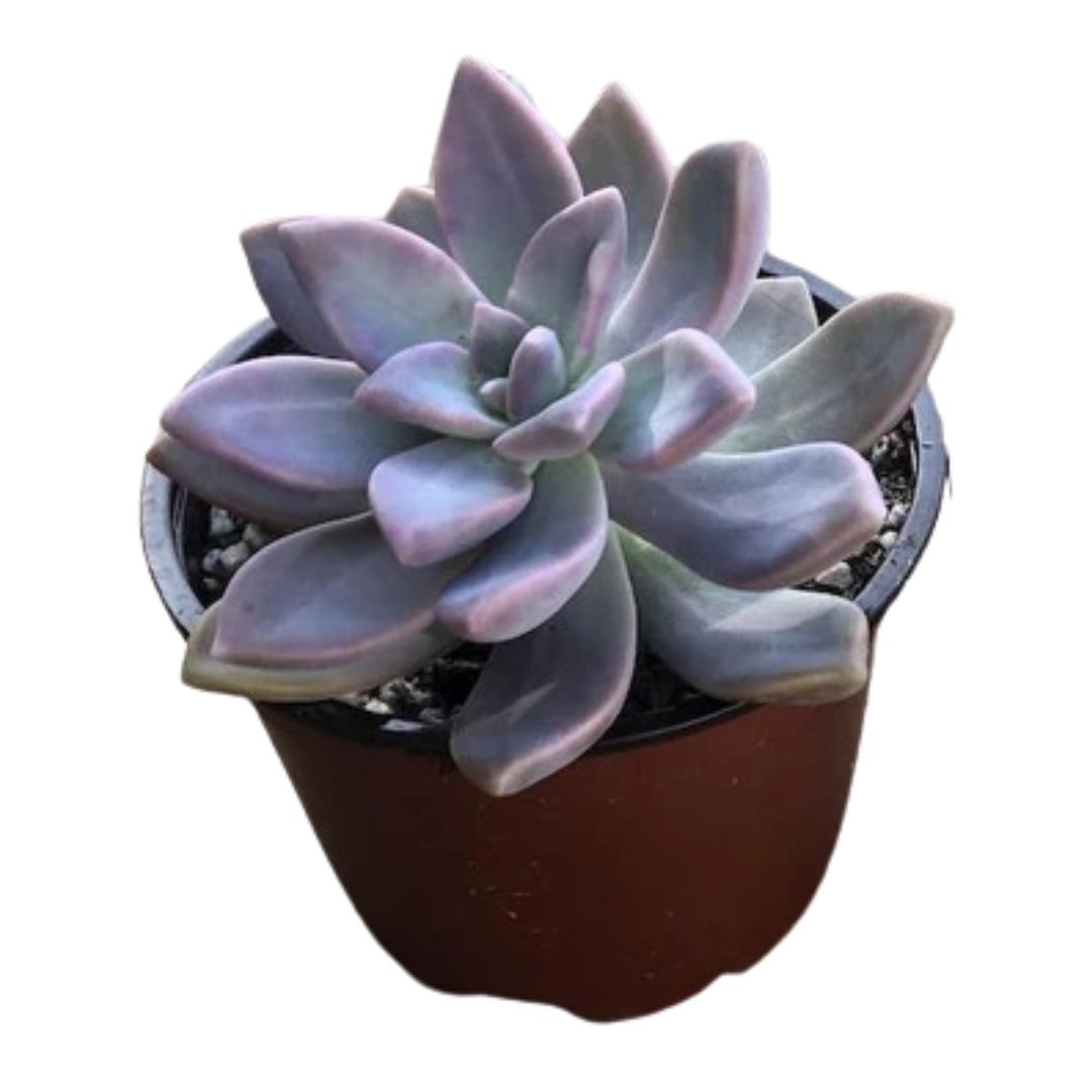 Ghost Plant (Graptopetalum paraguayense)