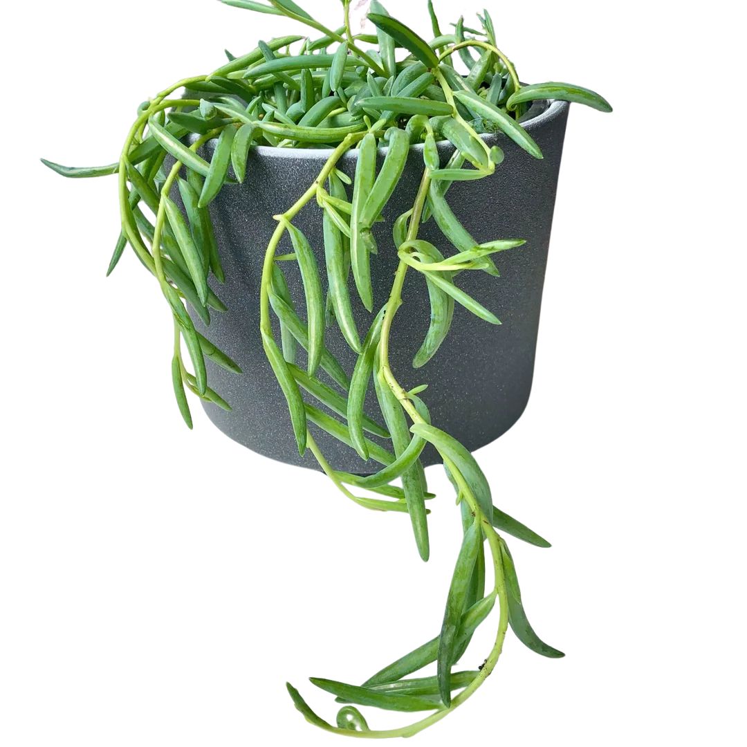 String Of Bananas (Curio Radicans)