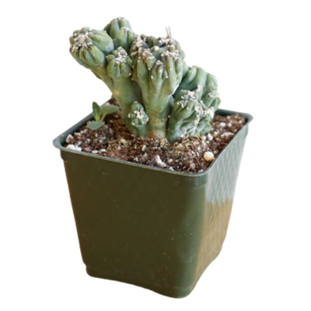 Ming Thing Cactus (Cereus Forbesii Monstrose)
