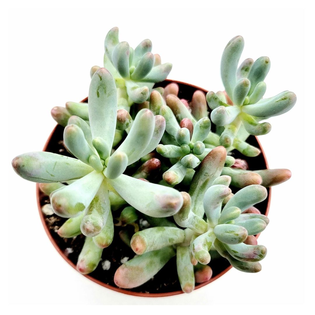 Jelly Bean Plant (Sedum Rubrotinctum)