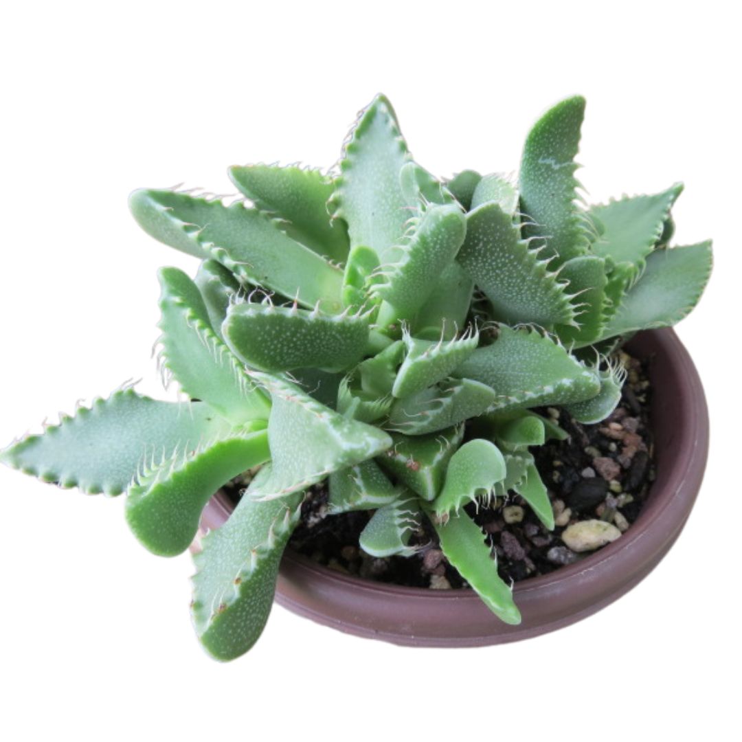 Tiger Jaws (Faucaria Tigrina)