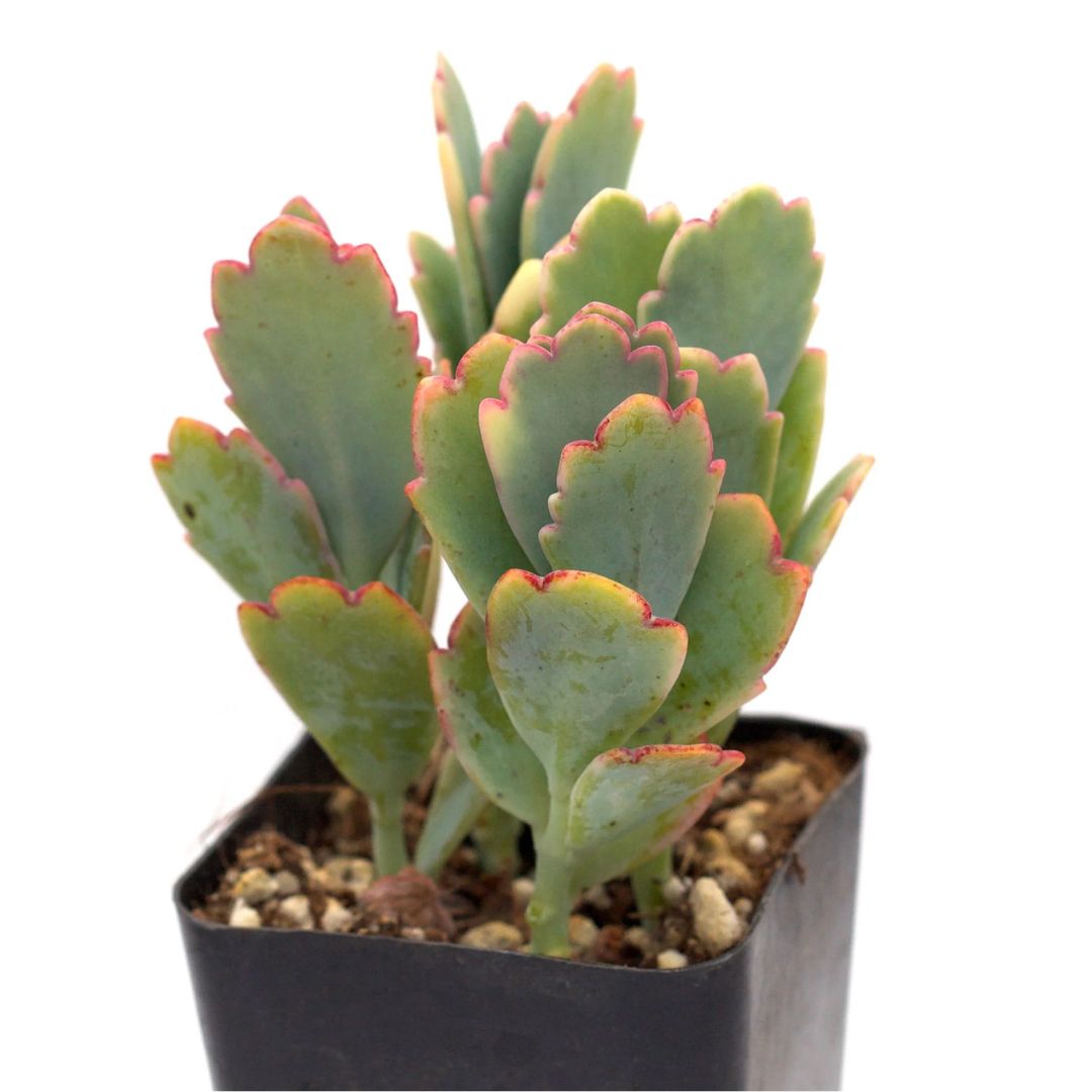 Lavender Scallops (Kalanchoe Fedtschenkoi)
