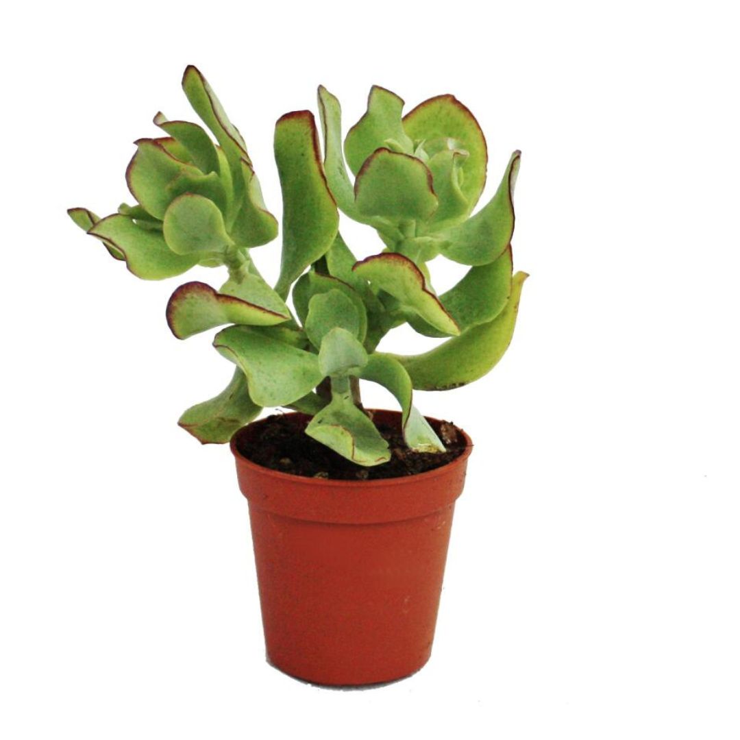 Silver Dollar Jade (Crassula Arborescens)