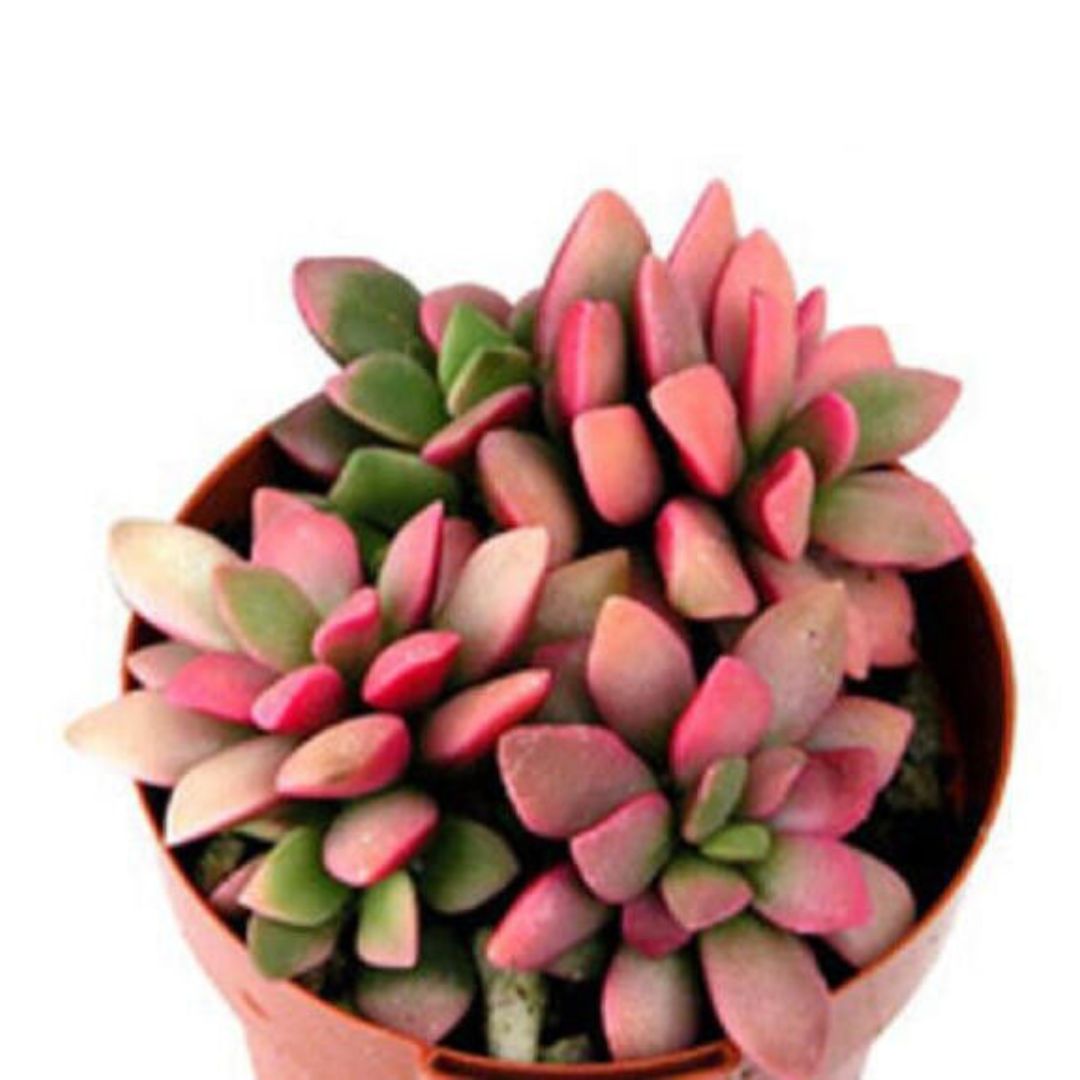 Sand Rose (Anacampseros Rufescens)
