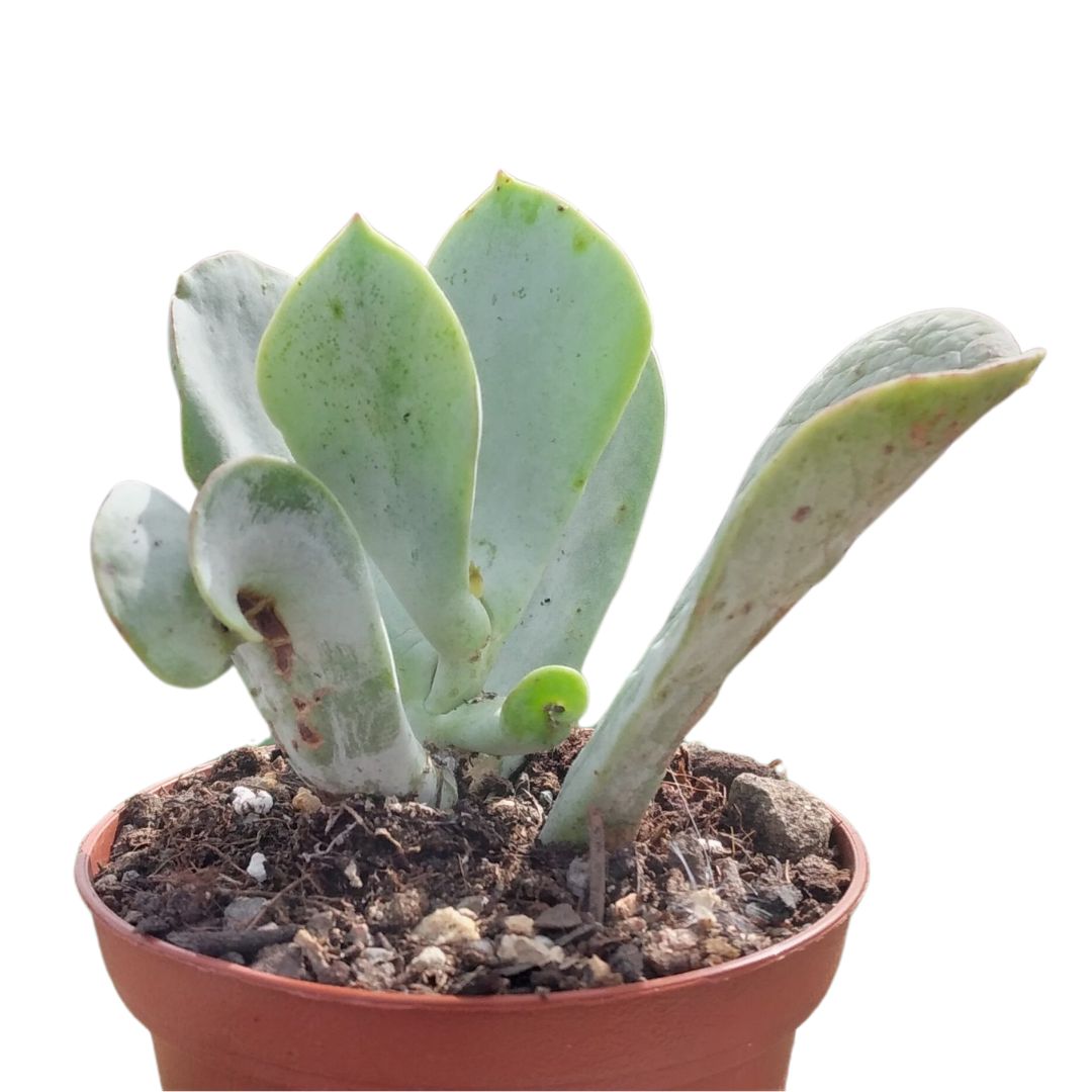 Desert Cabbage (Kalanchoe Thyrsiflora)