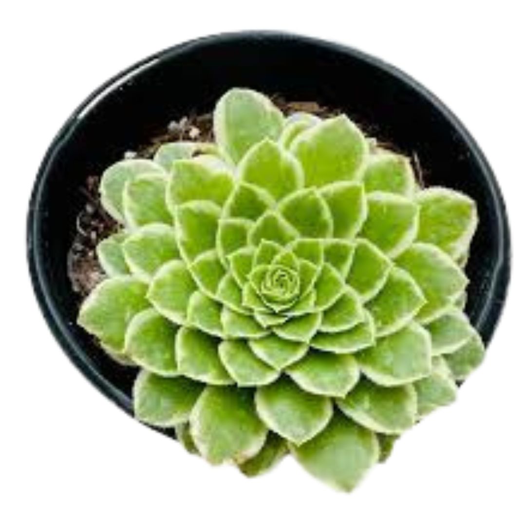 Emerald Ice (Aeonium Arboreum)
