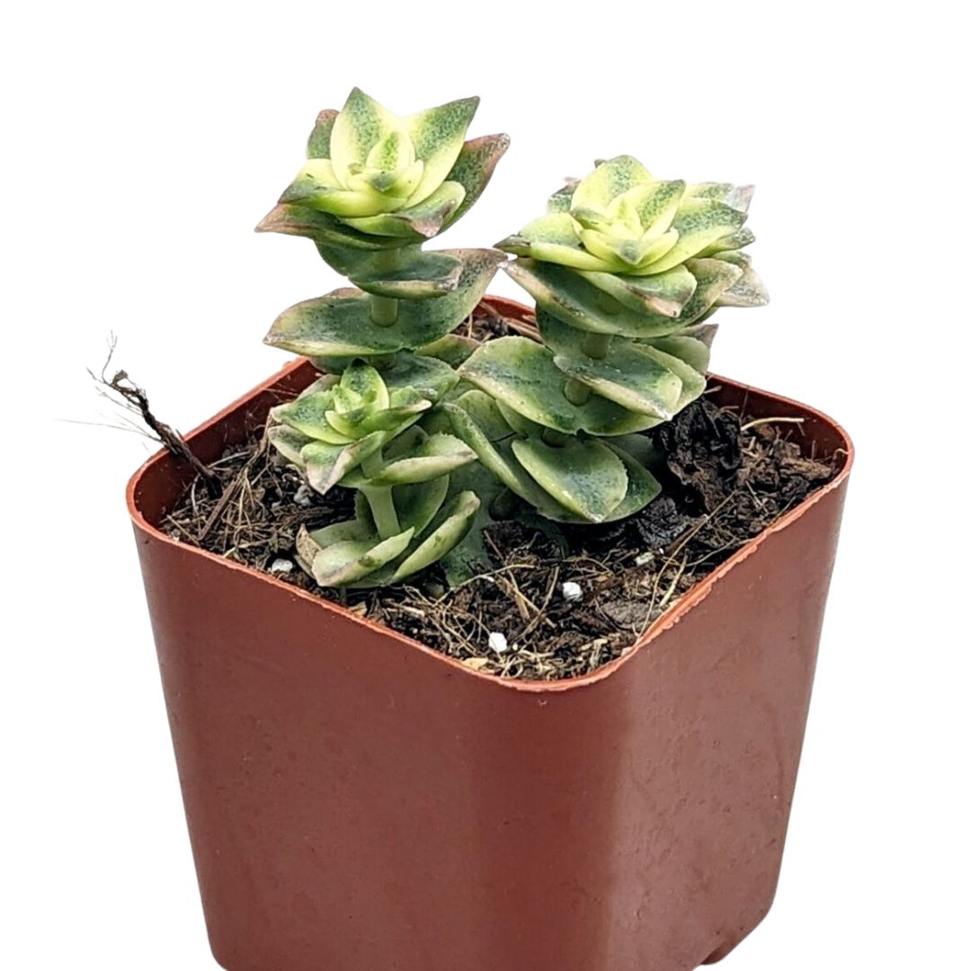 String Of Buttons (Crassula Perforata)