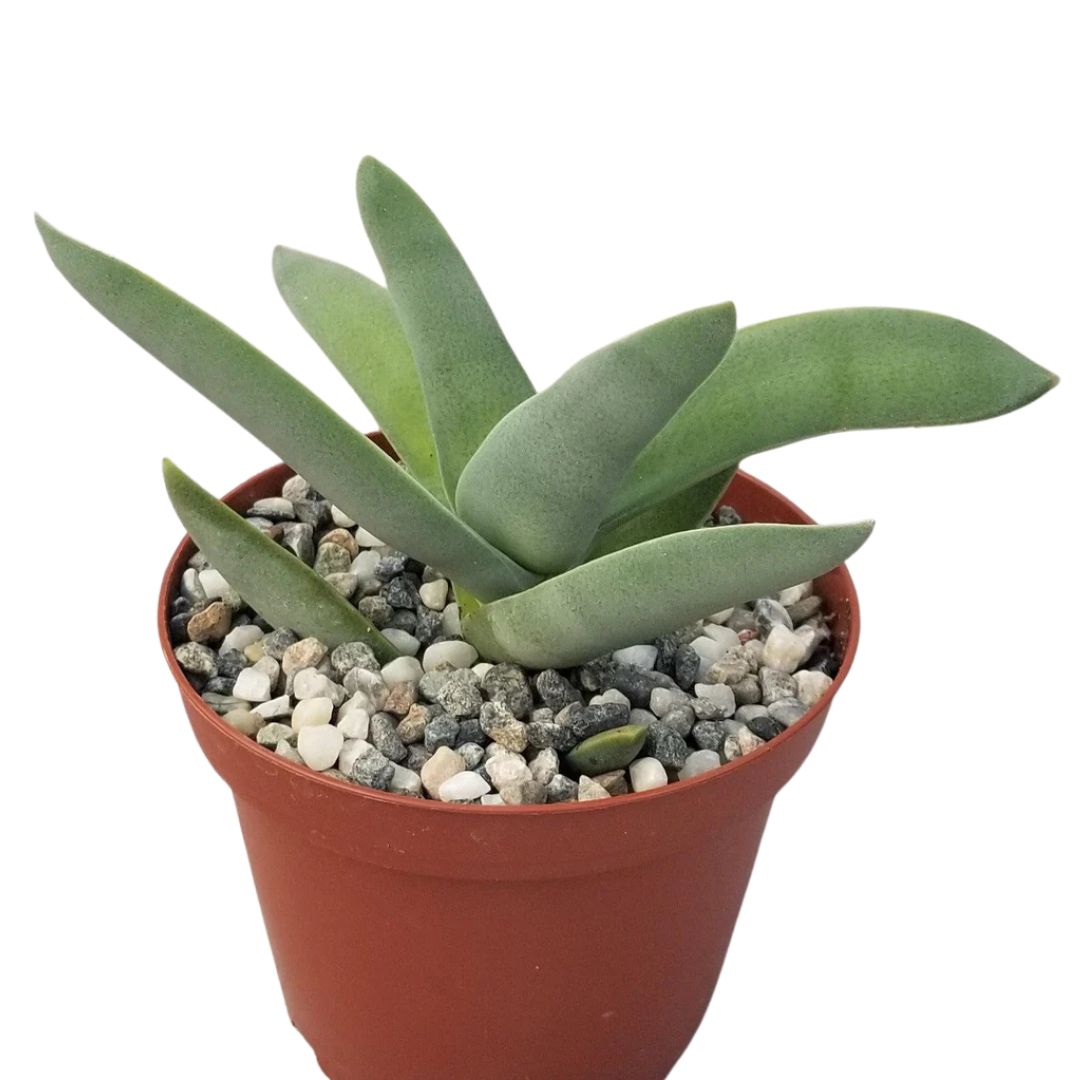 Propeller Plant (Crassula Falcata)