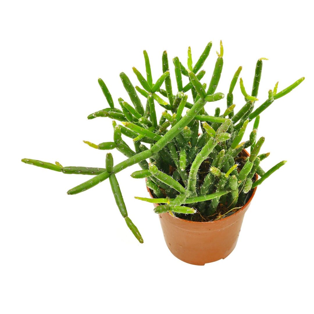 Mistletoe Cactus (Rhipsalis Baccifera)