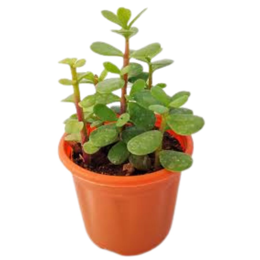 Jade Plant (Crassula Ovata)
