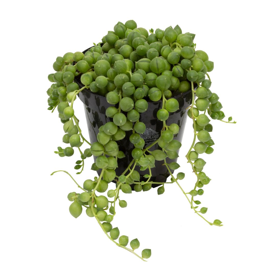String Of Pearls (Senecio Rowleyanus)