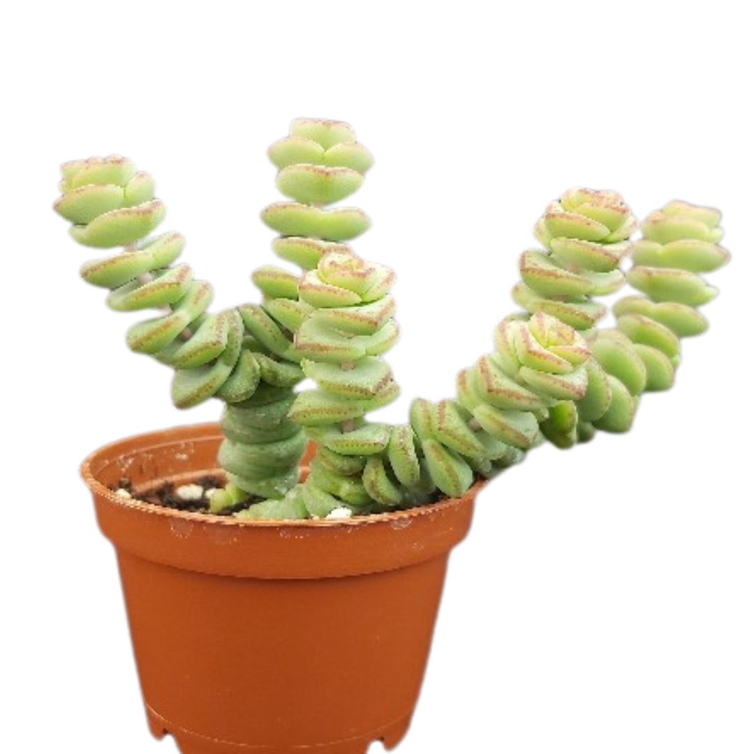 Jade Necklace (Crassula Marnieriana)